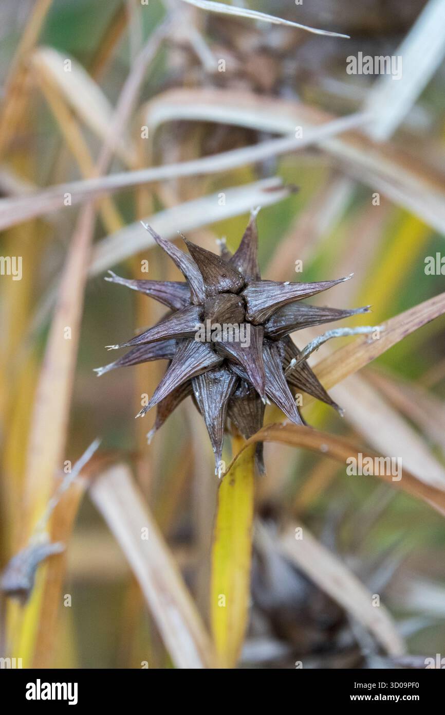 Morning Star Sedge Kopf Carex Grayi Stockfoto