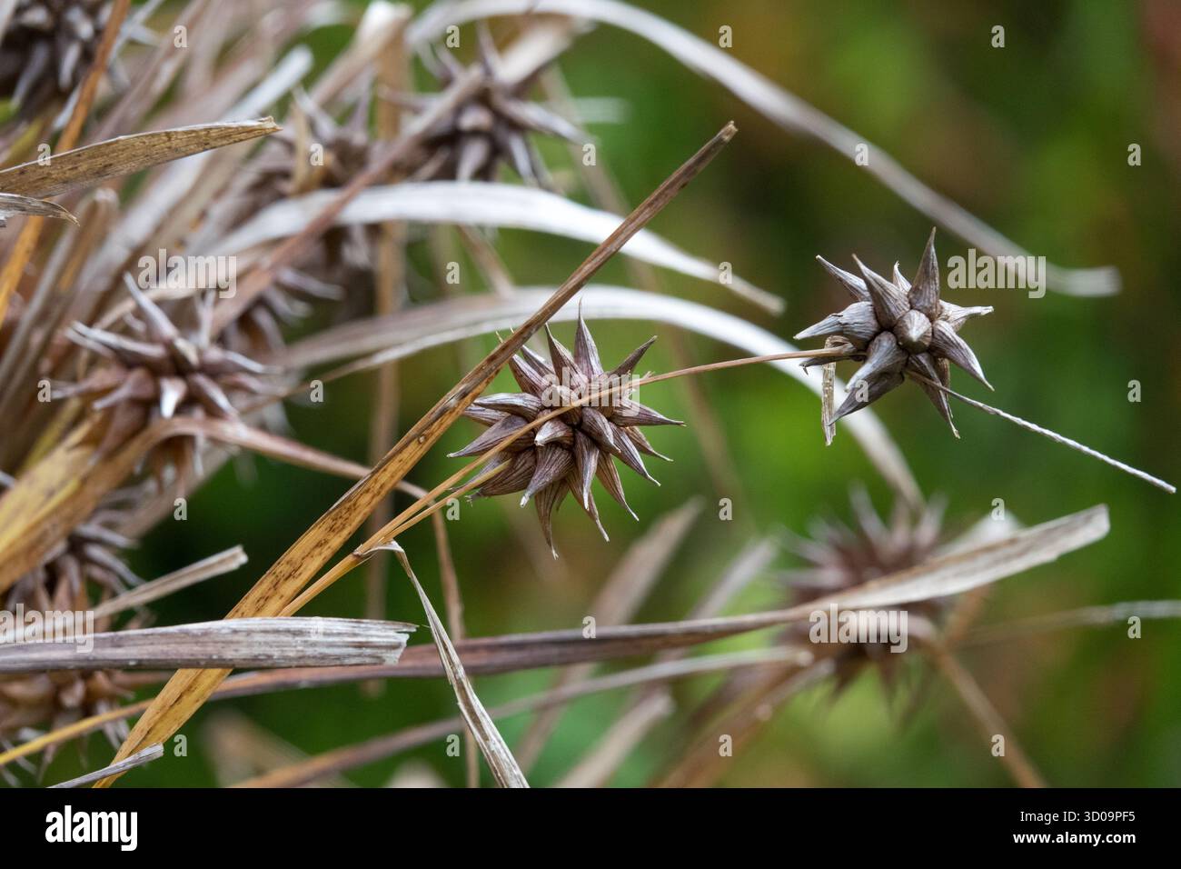 Carex grayi kleine Igelkugeln (stachelige Köpfe) Stockfoto