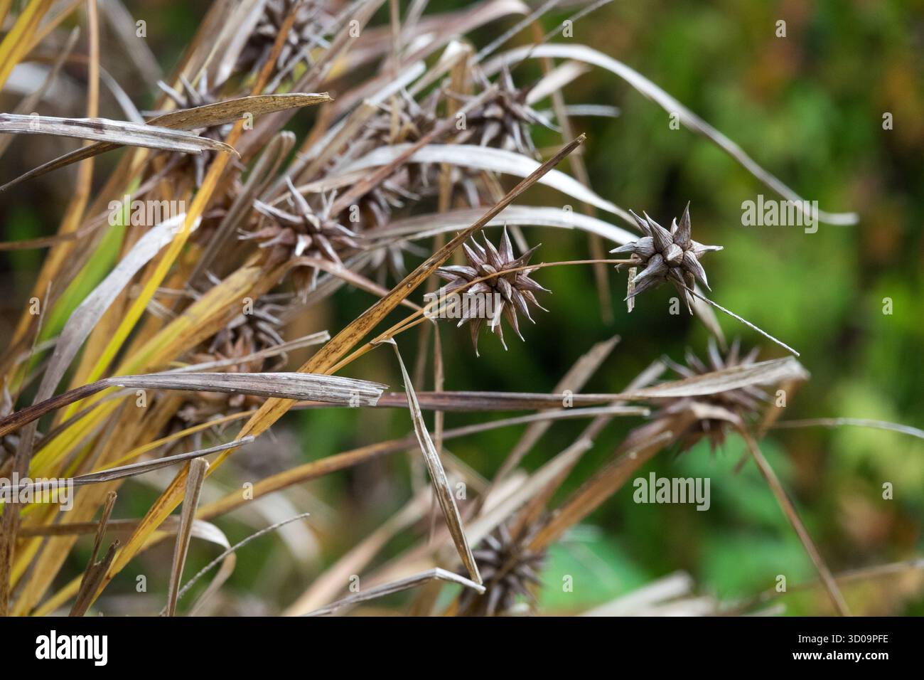 MACE-Head Sedge Grass Carex Grayi Stockfoto