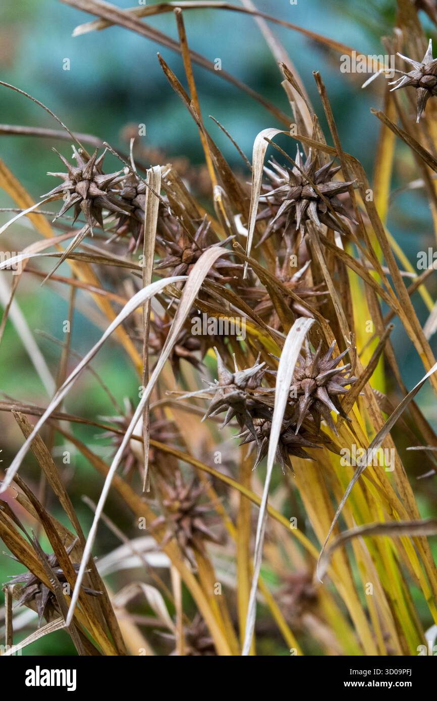 Morning Star Sedge, Carex Grayi, Bur Sedge, Kegelkopfscharfe Sedge Gras Herbst Stockfoto