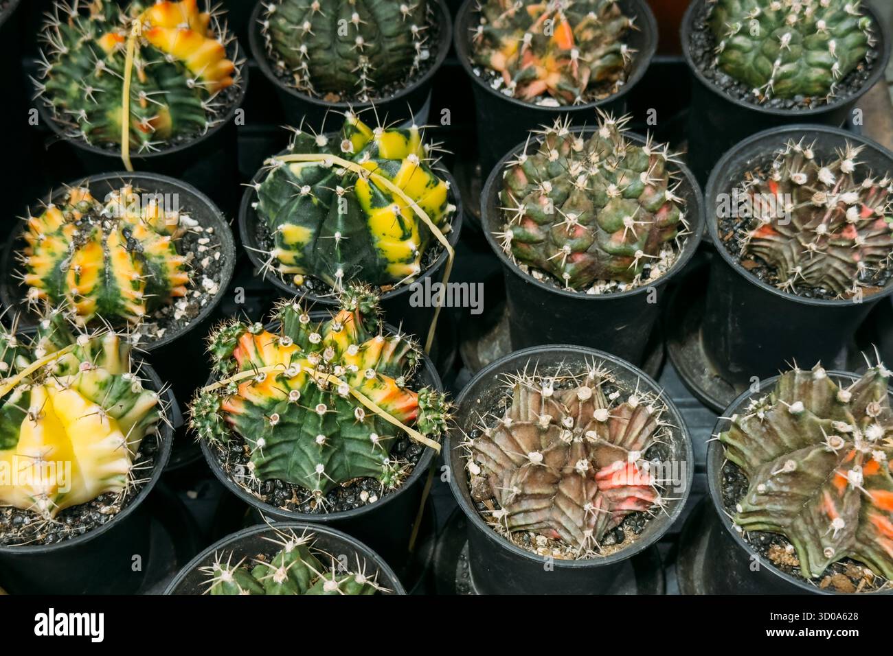Gepfropfter kaktus -Fotos und -Bildmaterial in hoher Auflsung  Alamy