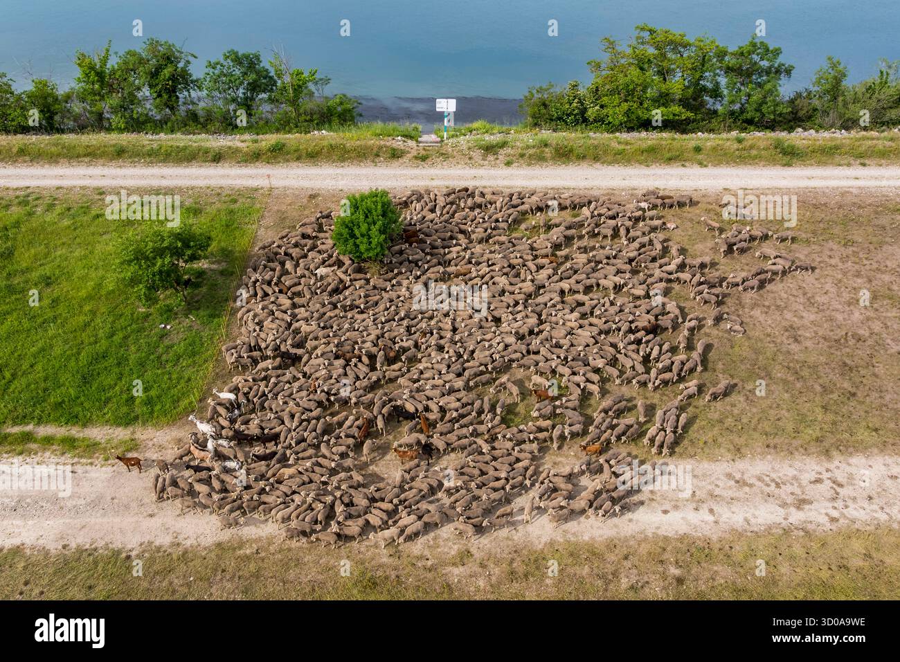 Frankreich, Vaucluse, Chateauneuf du Pape, die Herde von Merino d'Arles (und ein paar Ziegen), geführt von der Hirtin Natacha Fasujevic auf Öko-Weide am Ufer der Rhone (aus der Vogelperspektive) Stockfoto