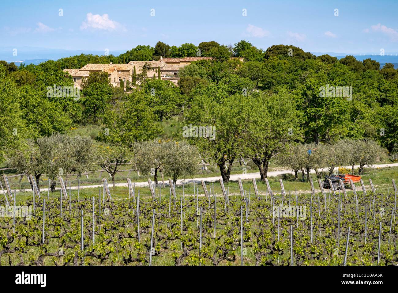 Frankreich, Vaucluse, Dentelles de Montmirail, Crestet, Weingut Chêne Bleu, Olivenbaumpflege Stockfoto