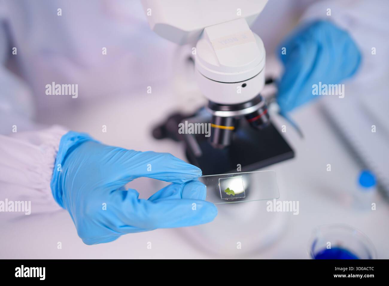 Ein Wissenschaftler in blauen Handschuhen bereitet eine grüne Pflanzenprobe auf einem Objektträger für die mikroskopische Untersuchung präzise vor. Dieses Bild zeigt detaillierte biologische Stockfoto