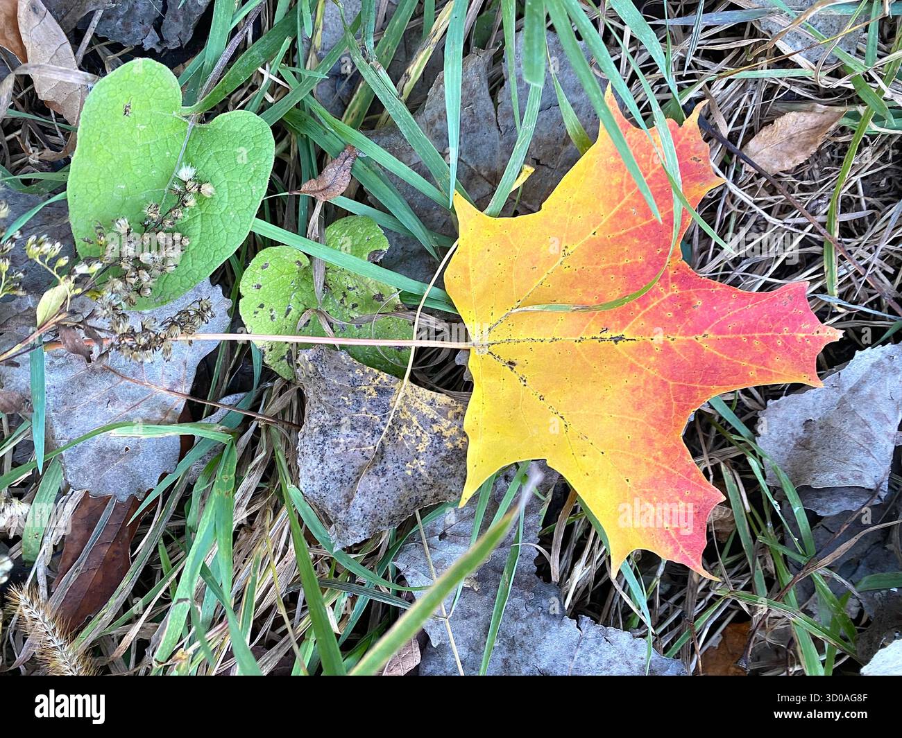 Helles Ahornblatt auf dem Waldboden, rot, gelb, grün und braun - Smartphone-aufgenommenes Stockfoto