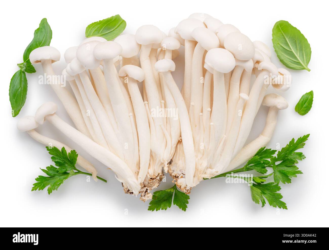 Cluster von Hon Shimeji essbaren japanischen Pilzen mit grünen Kräutern auf weißem Hintergrund. Nahaufnahme. Stockfoto