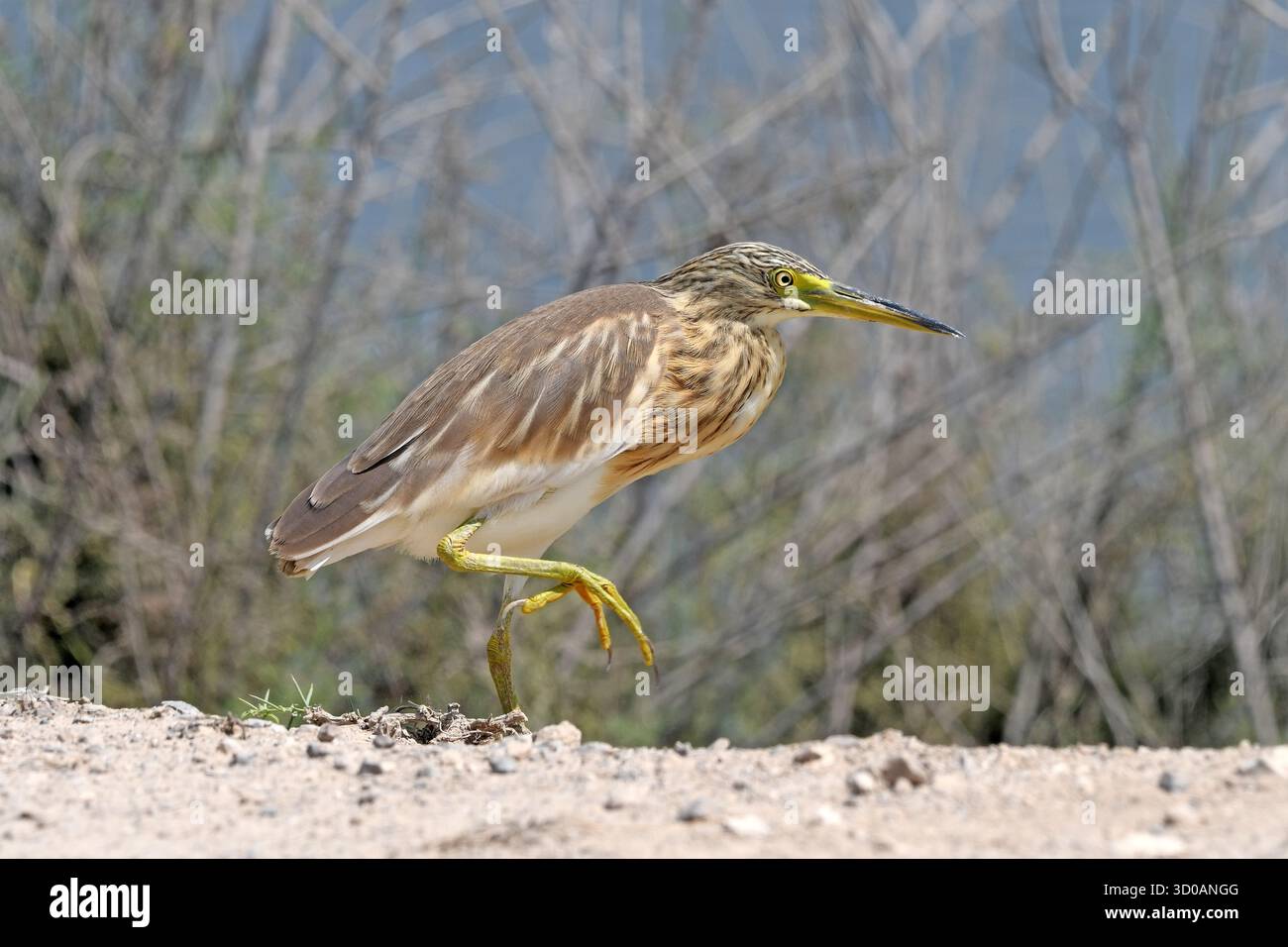 Squakreiher spazieren Stockfoto