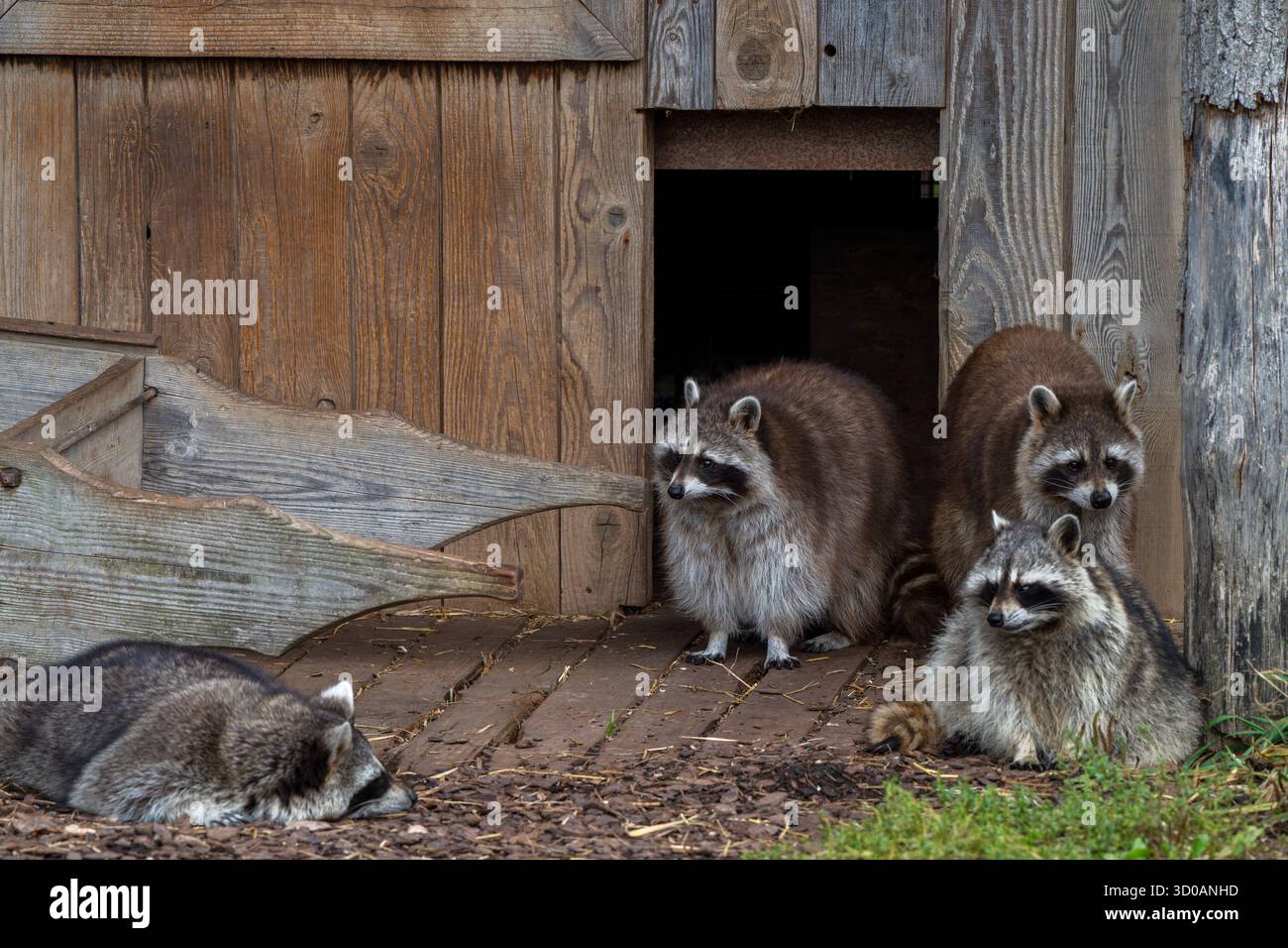 Familie der gewöhnlichen Waschbären / Nordamerikanischer Waschbären (Procyon lotor), die aus der Scheune kommen, invasive Arten, die in Nordamerika beheimatet sind Stockfoto