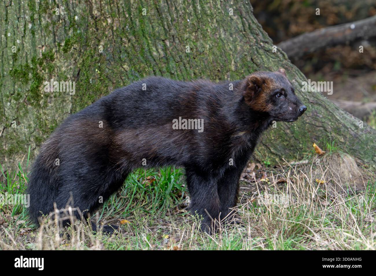 Wolverine / Glutton / Carcajou (Gulo gulo), der in Skandinavien, Russland, Sibirien, Kanada und Alaska auf der Suche ist Stockfoto