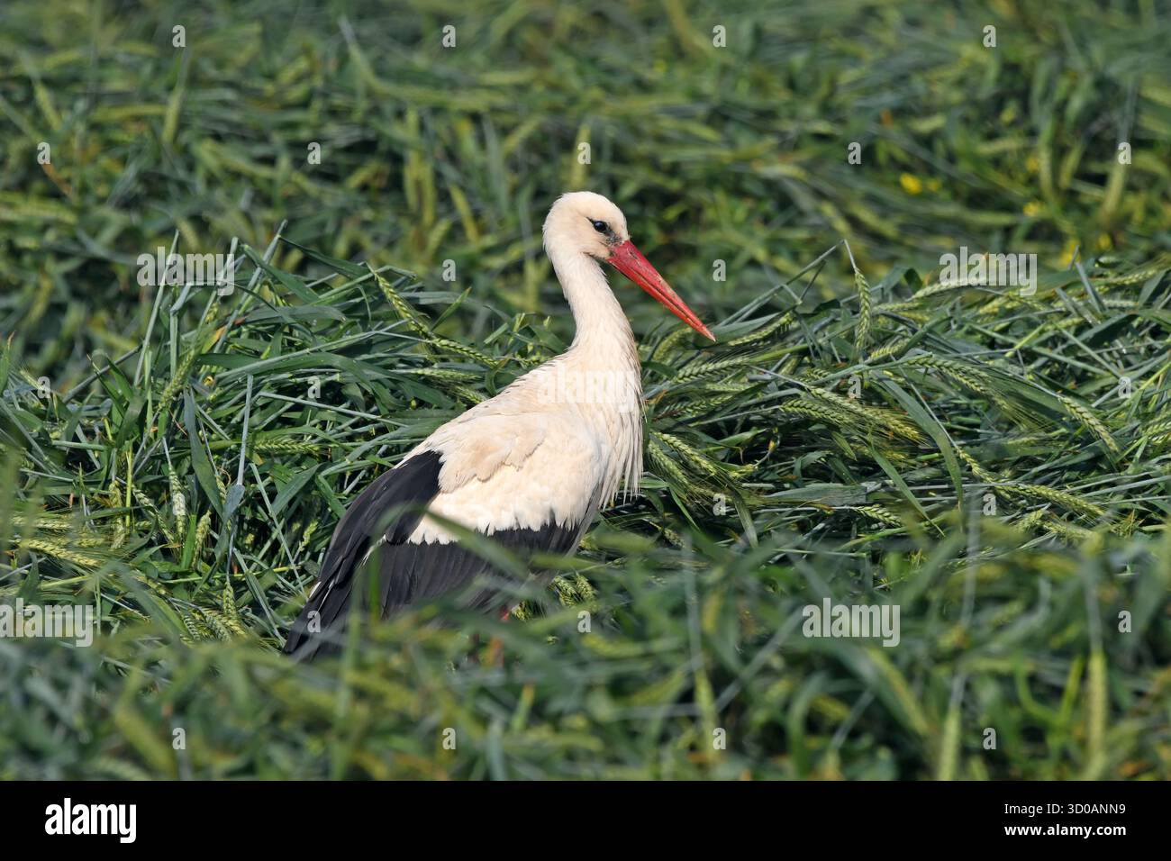 Weißstorch im Weizenfeld während der Migration. Stockfoto