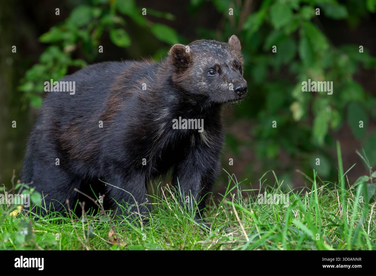 Wolverine / Glutton / Carcajou (Gulo gulo) Jagd im Wald, heimisch in Skandinavien, Russland, Sibirien, Kanada und Alaska Stockfoto