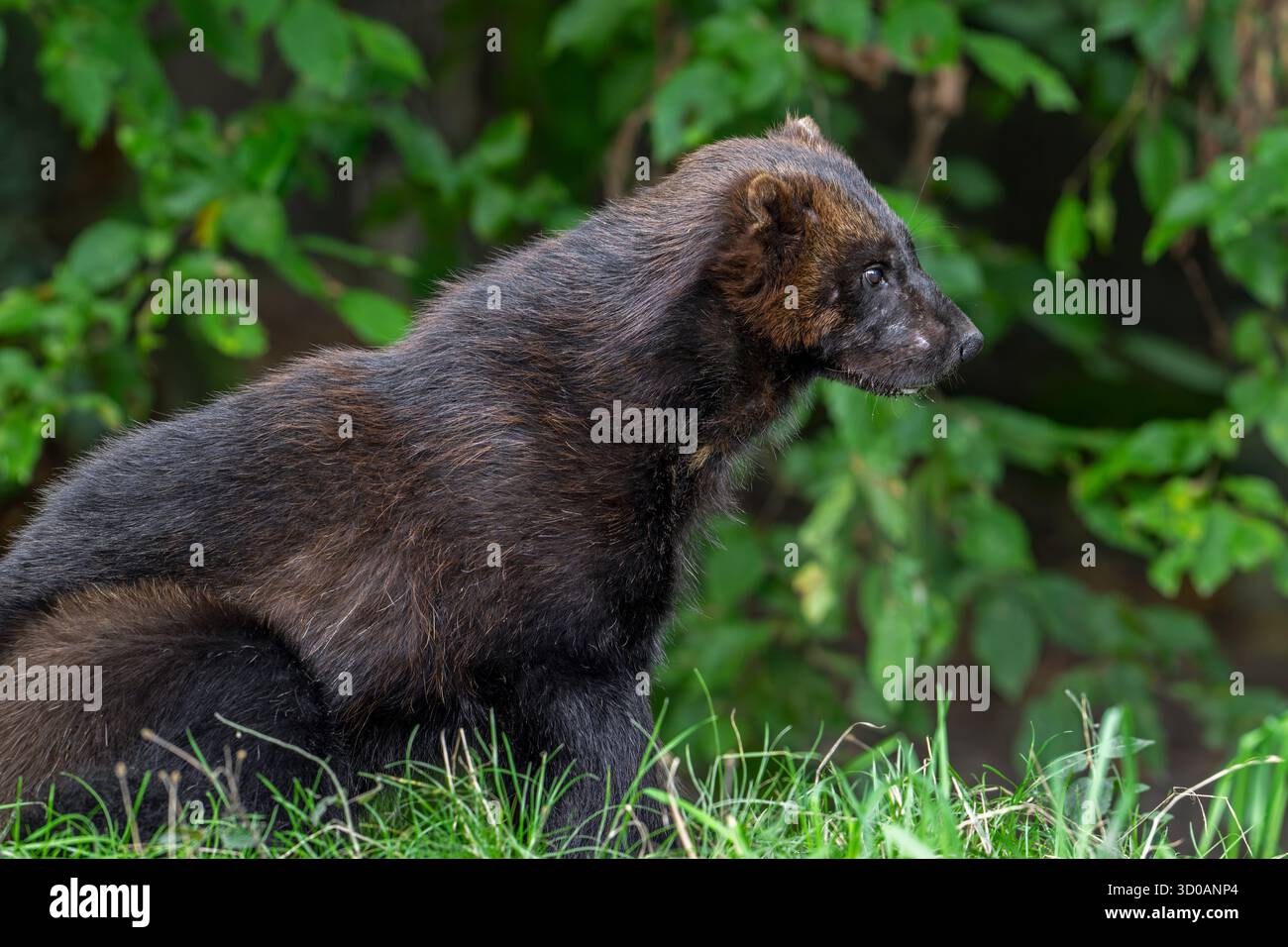 Wolverine / Glutton / Carcajou (Gulo gulo) Jagd im Wald, heimisch in Skandinavien, Russland, Sibirien, Kanada und Alaska Stockfoto