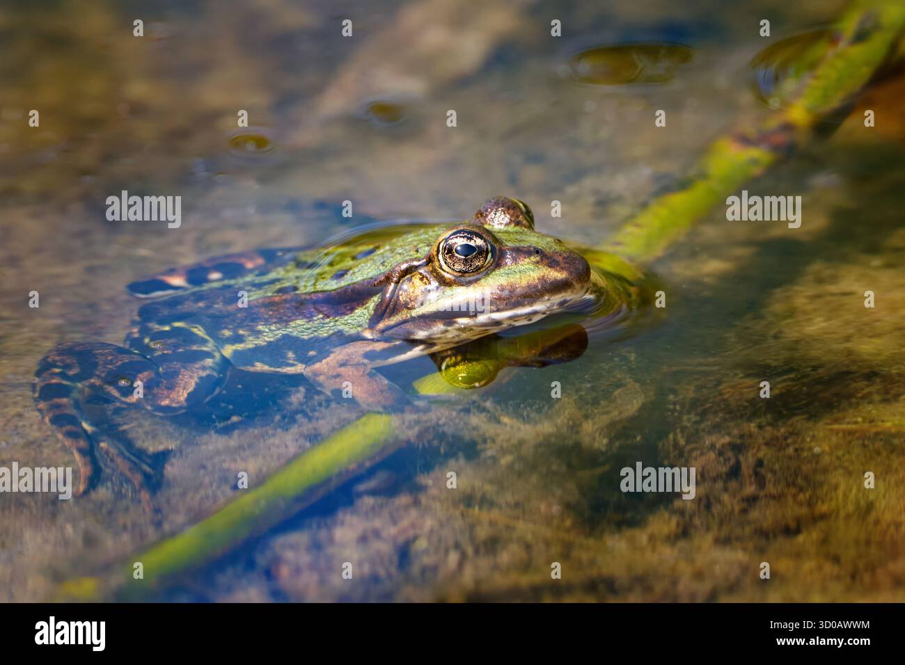 Wasserfrosch (Pelophylax esculentus, Rana esculenta) an einem Pflanzenstamm im Flachwasser Stockfoto