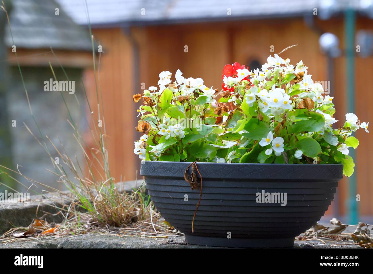 Leuchtende weiße und rote Blumen in einem schwarzen Topf auf einem Steinvorsprung draußen Stockfoto