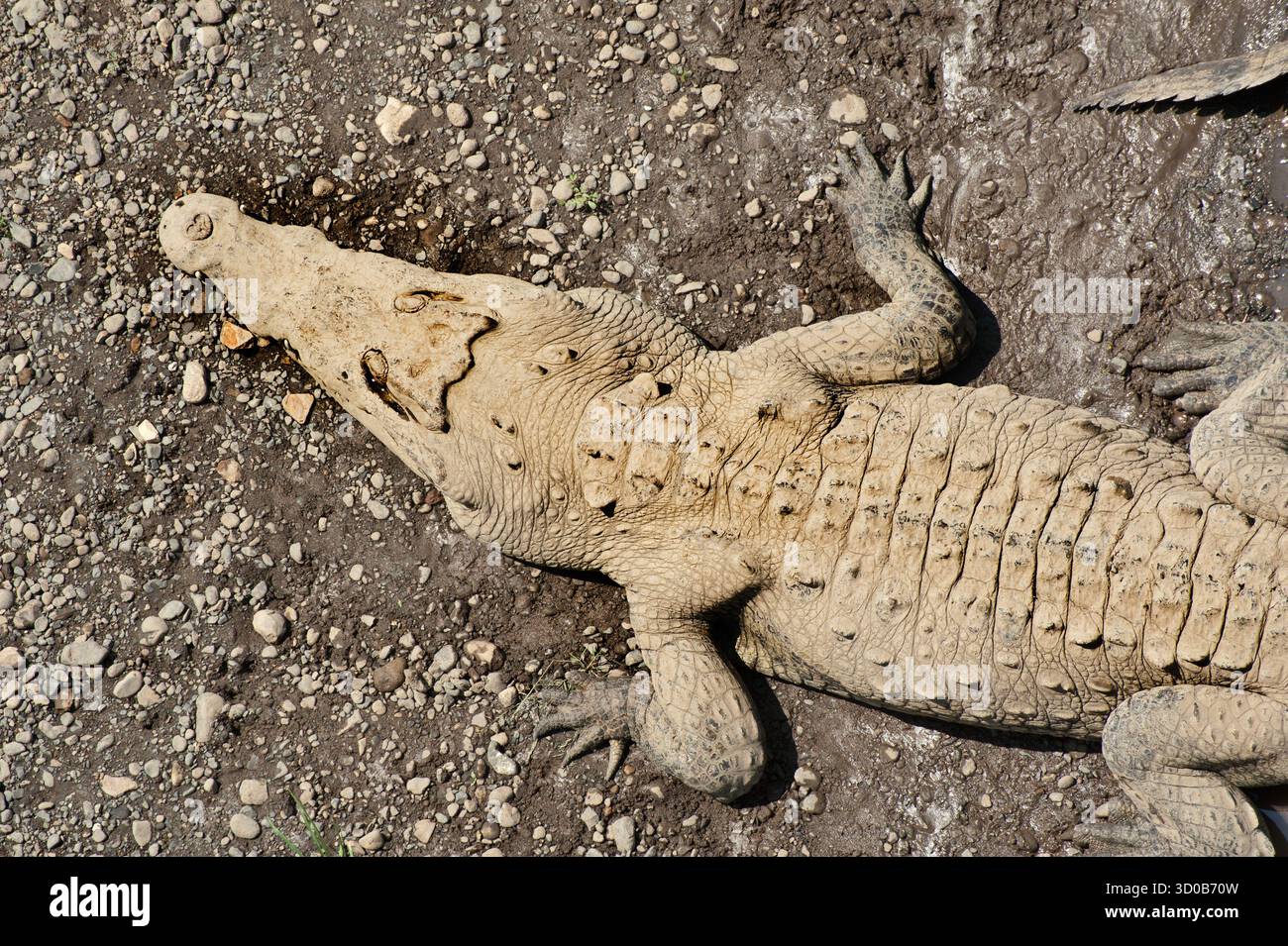 Krokodile in Arenal, Costa Rica, Mittelamerika. Krokodil (Crocodylidae) ist eine große Wassertetrapode, die in den Tropen Afrikas lebt. Stockfoto