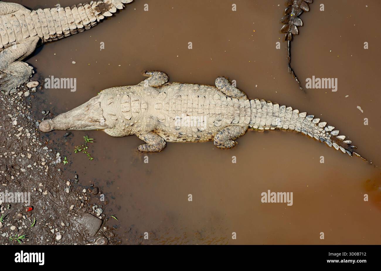 Krokodile in Arenal, Costa Rica, Mittelamerika. Krokodil (Crocodylidae) ist eine große Wassertetrapode, die in den Tropen Afrikas lebt. Stockfoto