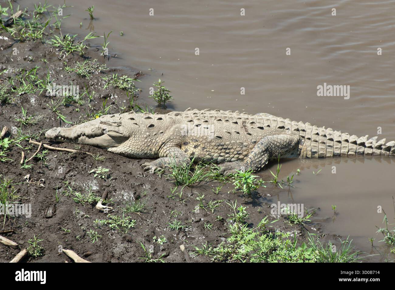 Krokodile in Arenal, Costa Rica, Mittelamerika. Krokodil (Crocodylidae) ist eine große Wassertetrapode, die in den Tropen Afrikas lebt. Stockfoto