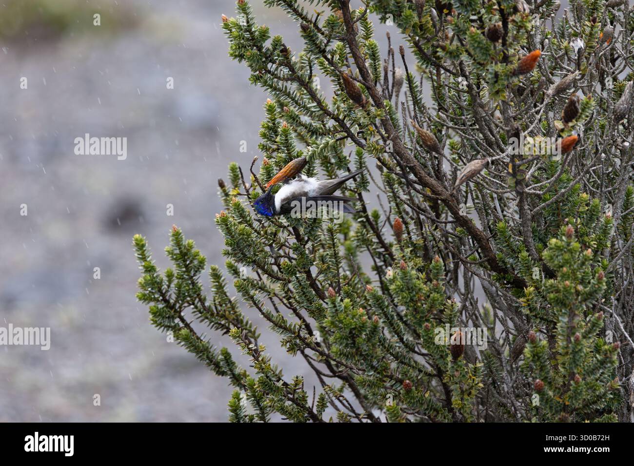 Chimborazo Hillstar (Oreotrochilus chimborazo) Fütterung von Chuquiragua-Blüten in der páramo bei leichtem Regen, Chimborazo, Ecuador Stockfoto