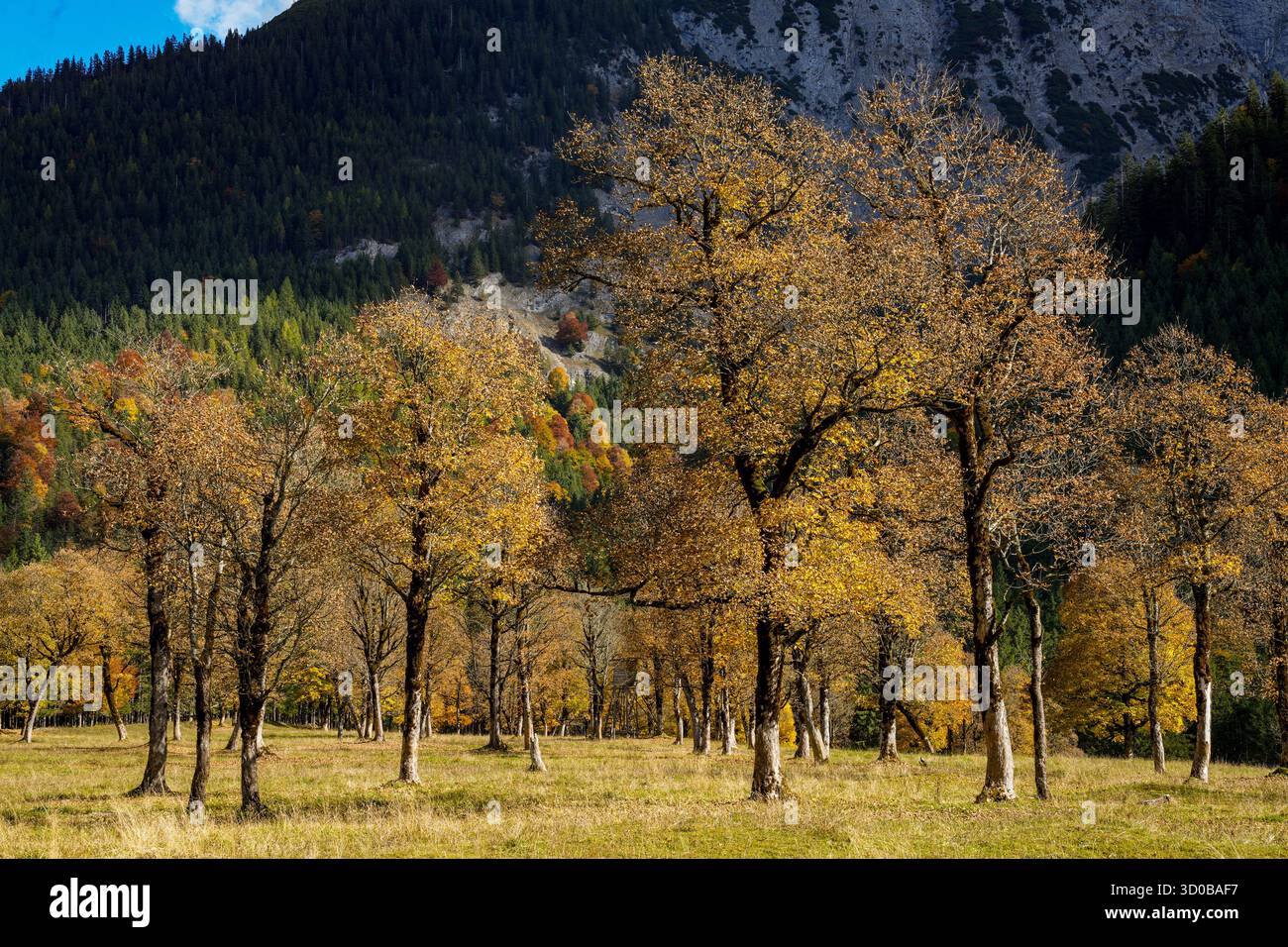 Jahrhundertealter Ahornholz (Acer pseudoplatanus) in auffälliger Herbstfarbe, von Goldgelb bis leuchtend Orange, auf dem Ahornboden in Tiro Stockfoto