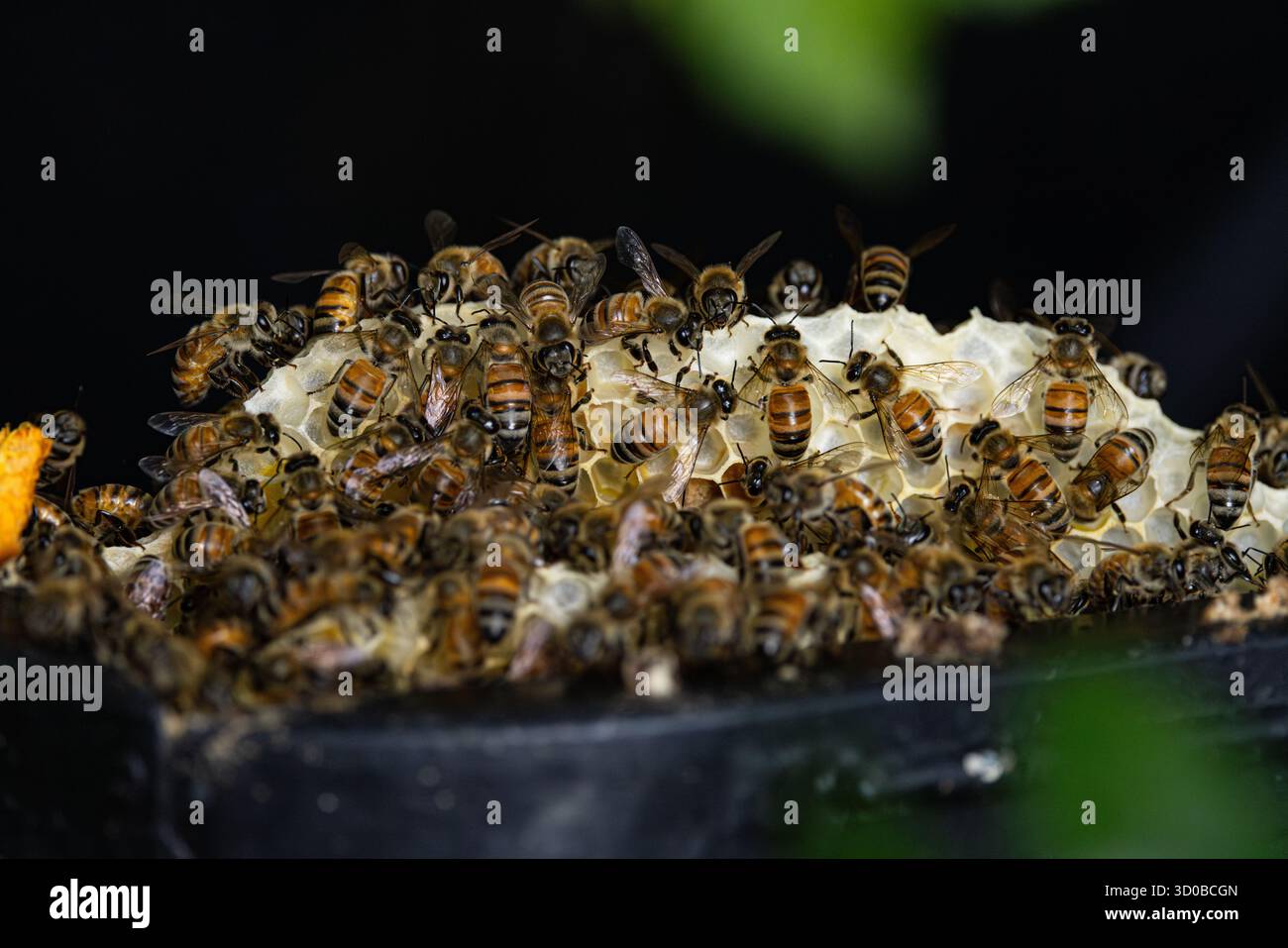 Versteckter Bienenstock in den Büschen eines Heims Stockfoto