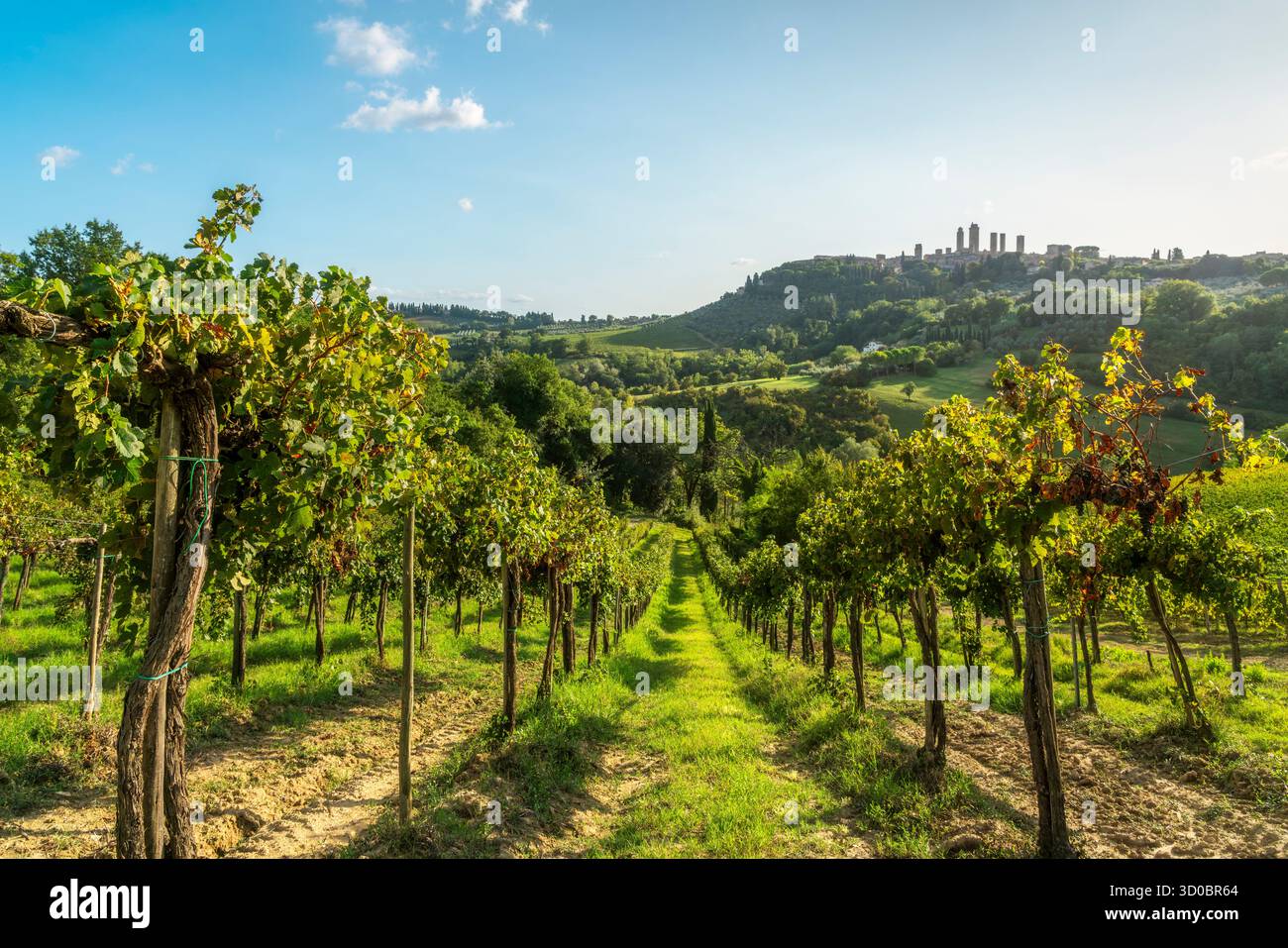 Weinreihen in einem toskanischen Weinberg, mit den mittelalterlichen Türmen von San Gimignano auf dem fernen Hügel. Landschaft in der Provinz Siena, Toskana Stockfoto