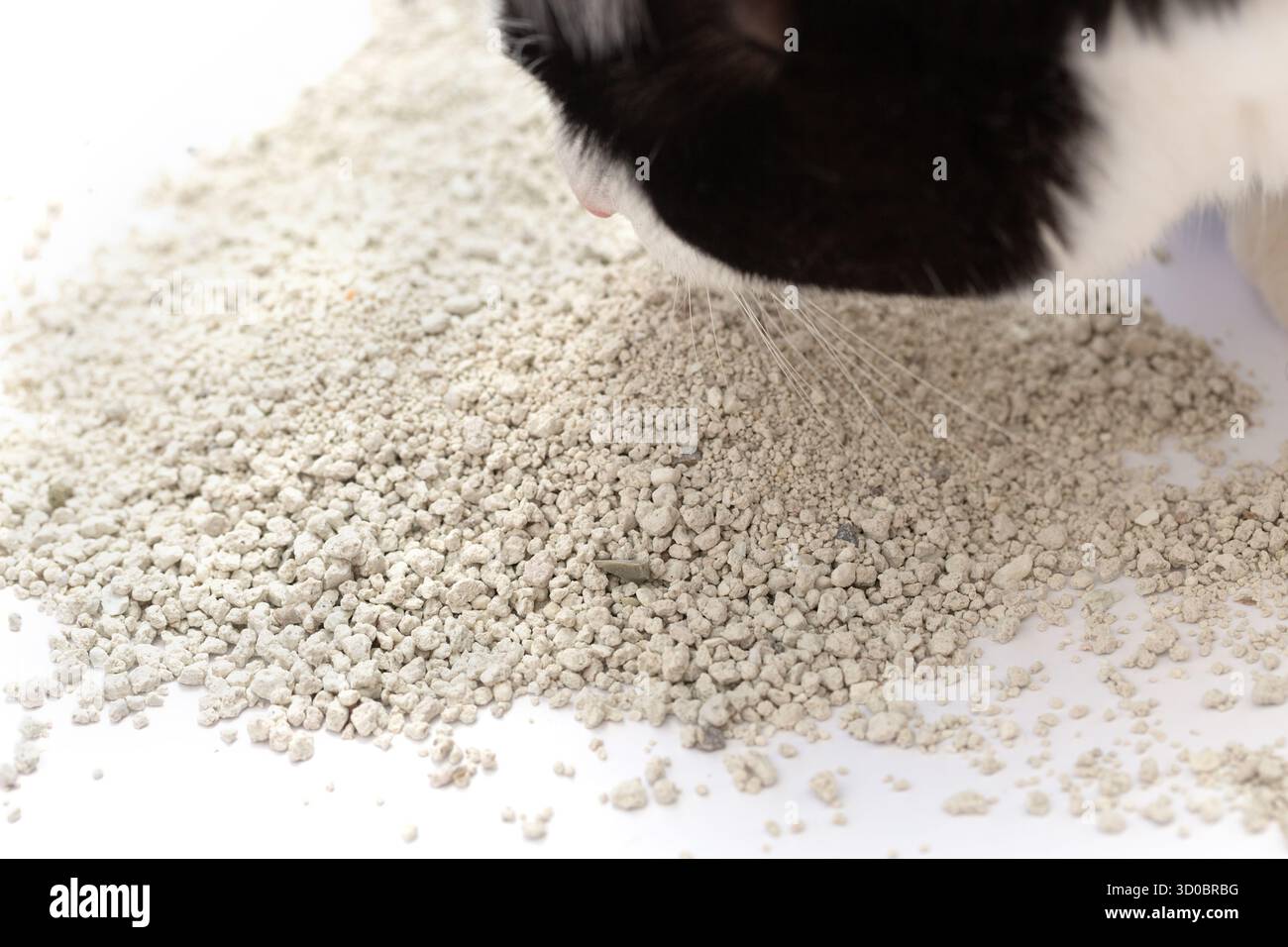 Flauschige schwarze und weiße Katze schnüffelt Katzenstreu Granulat. Helles saugfähiges Material ist auf weißem Hintergrund verstreut. Tierpflege Stockfoto