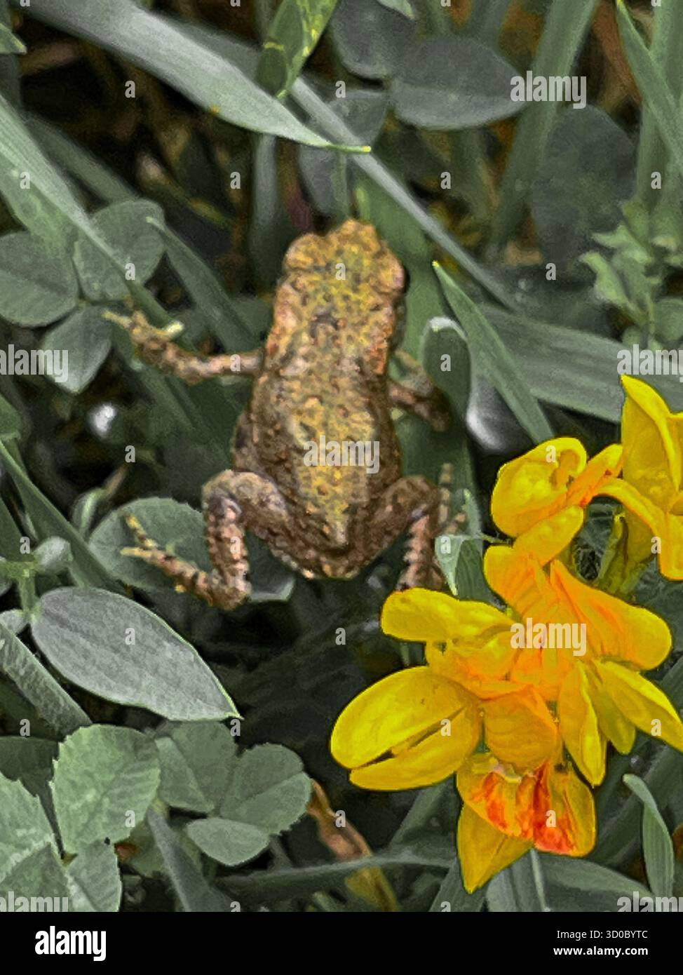 Baby gemeine Kröte (BU fo bu fo) am frühen Morgen Szenen aus britischen Wäldern und Wiesen einschließlich Insekten, Flora und Fauna Stockfoto
