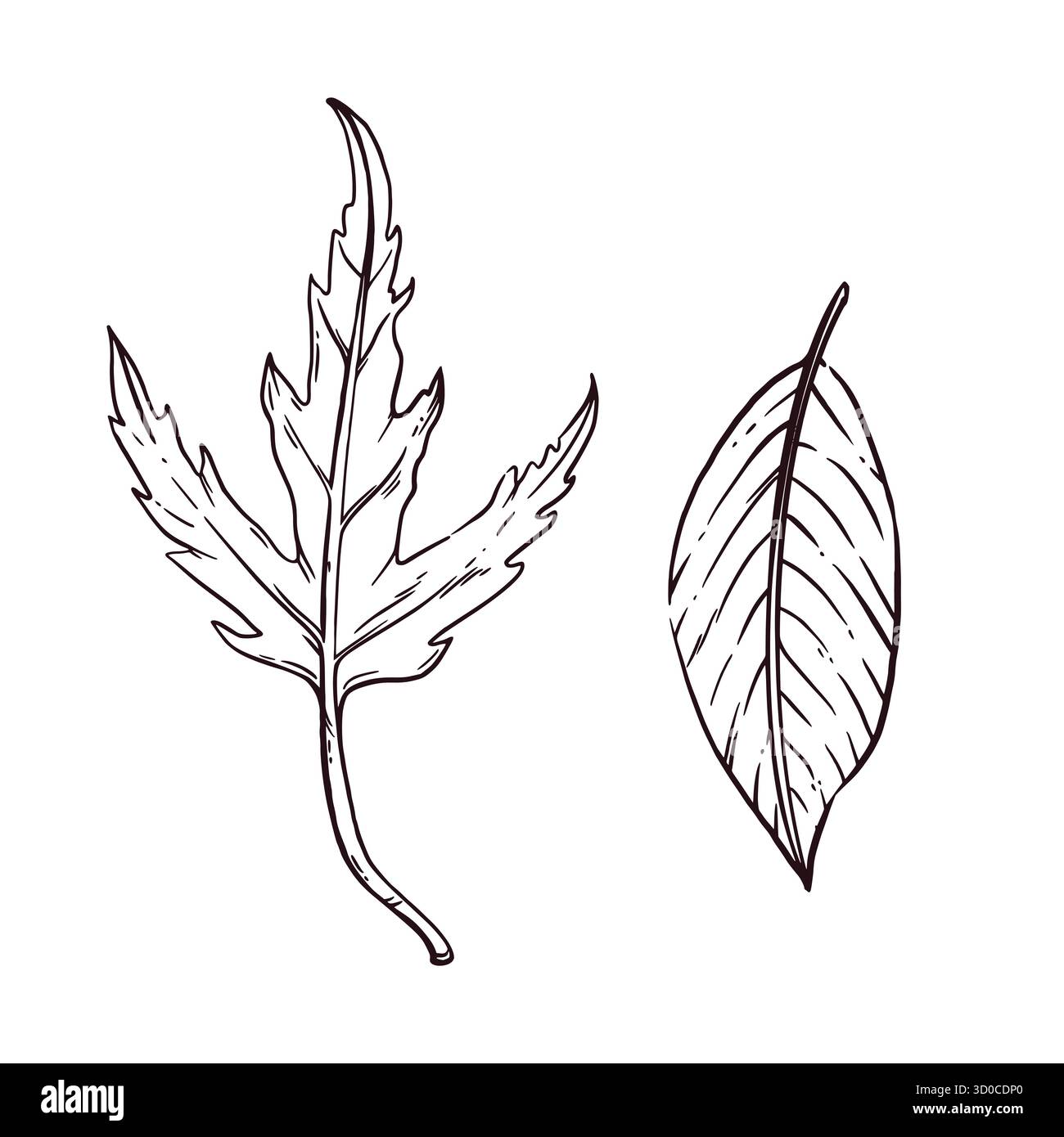 Satz von Vektorillustrationen von Herbstblättern, Ahornblatt, Kastanienblatt. Alle Objekte werden von Hand in Tinte gezeichnet und in Vektor konvertiert. Perfekt für Stock Vektor