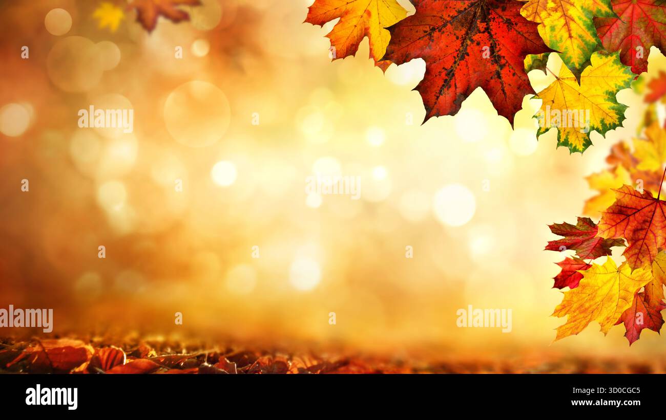 Herbstliche Ahornblätter umrahmen einen wunderschönen, verschwommenen Hintergrund mit glitzernden Highlights und gefallenem Laub Stockfoto Herbstliche Ahornblätter umrahmen einen wunderschönen, verschwommenen Hintergrund mit glitzernden Highlights und gefallenem Laub Stockfoto