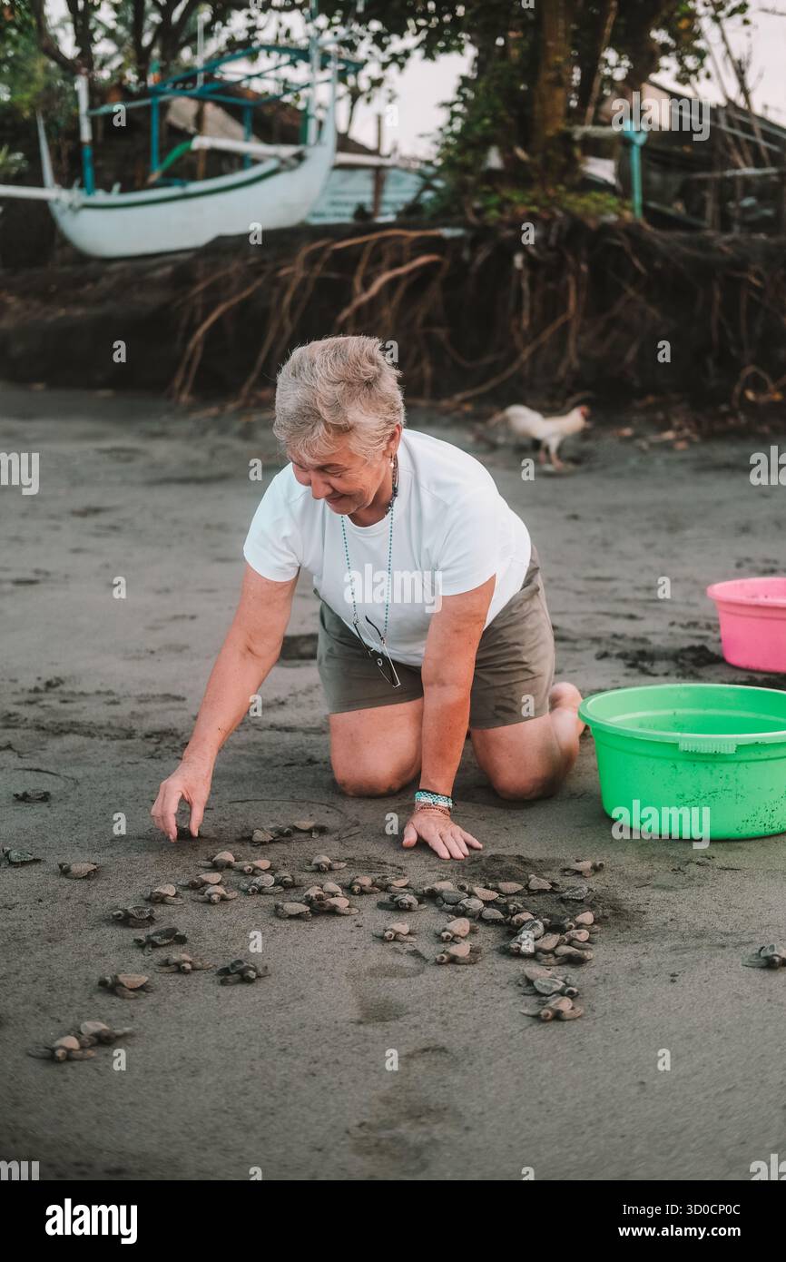 Portrait ältere grauhaarige weibliche Freiwillige, die Baby-Meeresschildkröten am Strand freilässt Stockfoto