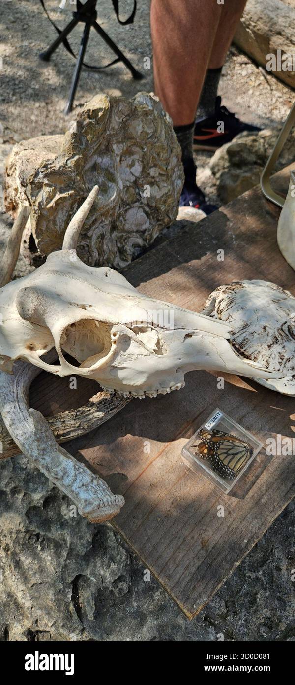 Tierwelt und Geologie Präsentation von Ranger im Texas Hill Country Park Stockfoto