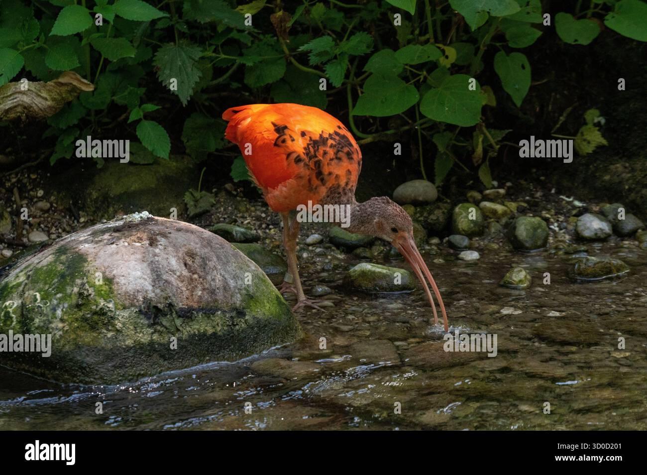 Scarlet Ibis (Eudocimus Ruber) Stockfoto