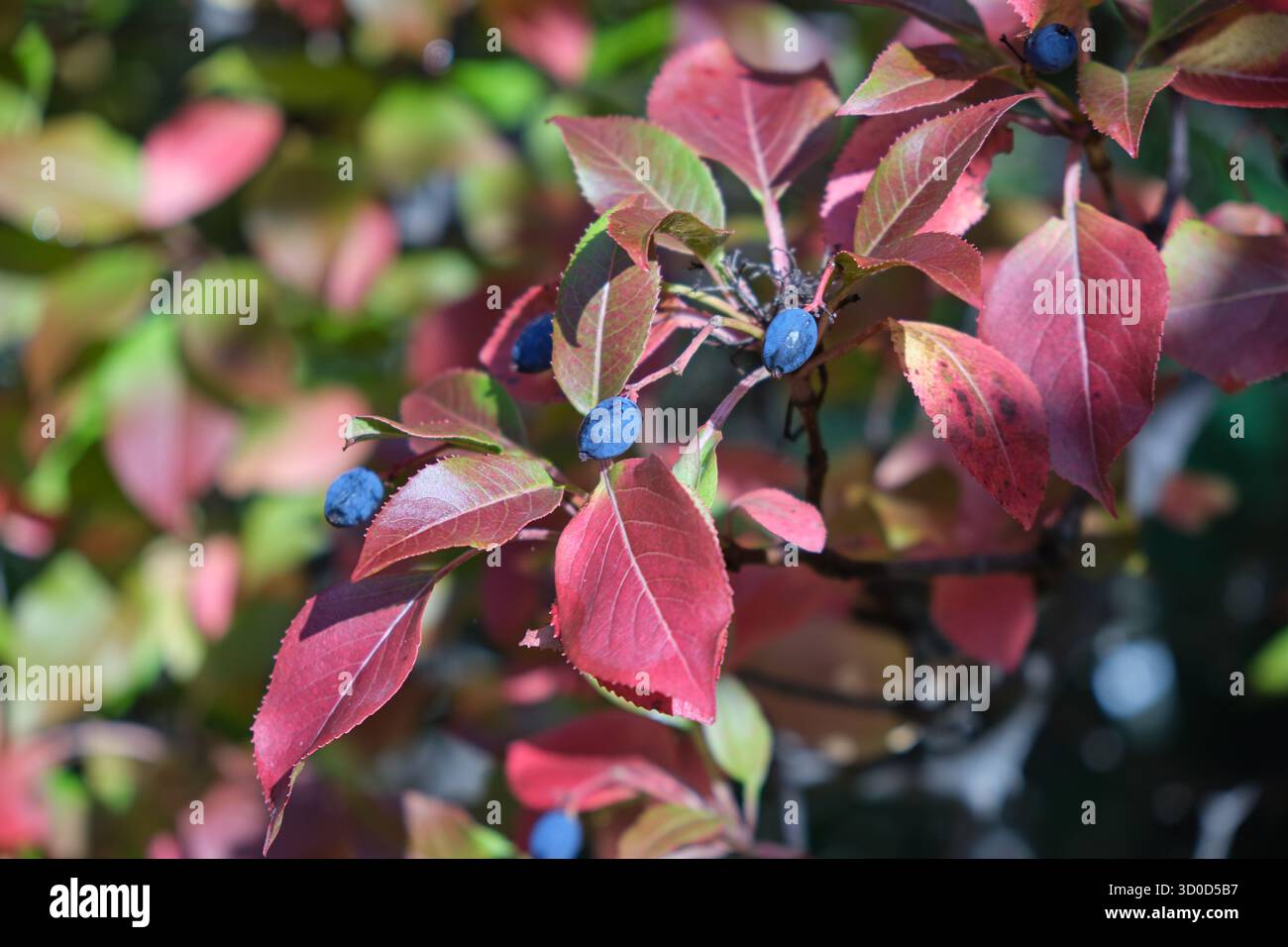 Nahaufnahme eines Cotoneaster-Busches mit schwarzen blauen Beeren nach Morgenfrost. Stockfoto