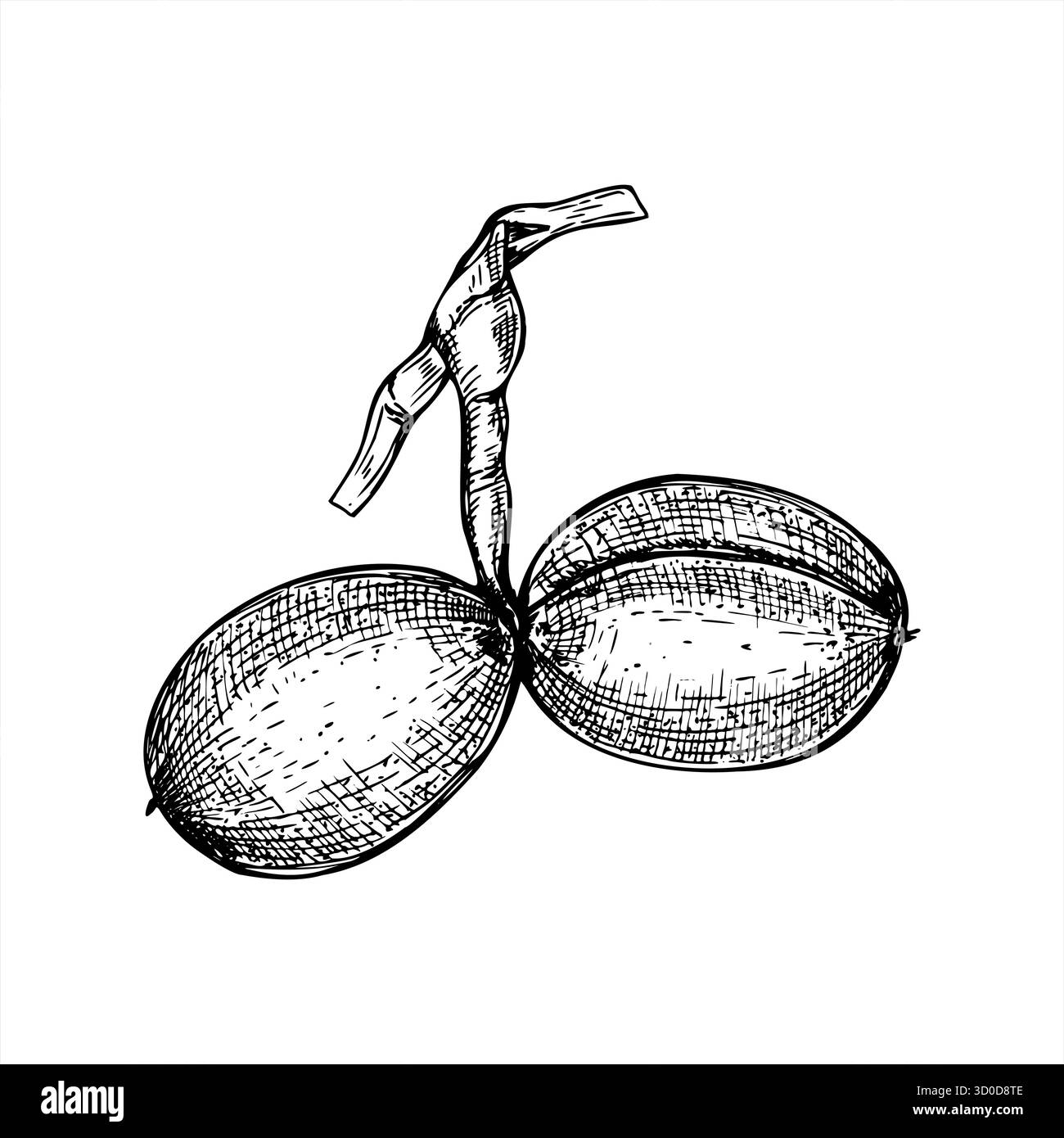 Zwei Walnussmuttern in der Schale auf der Stabvektorlinie Tusche Illustration. Einfarbige Reifkapseln zum Ätzen von Zeichnungen. Handgemalte organische gesunde natürliche Frucht Stock Vektor