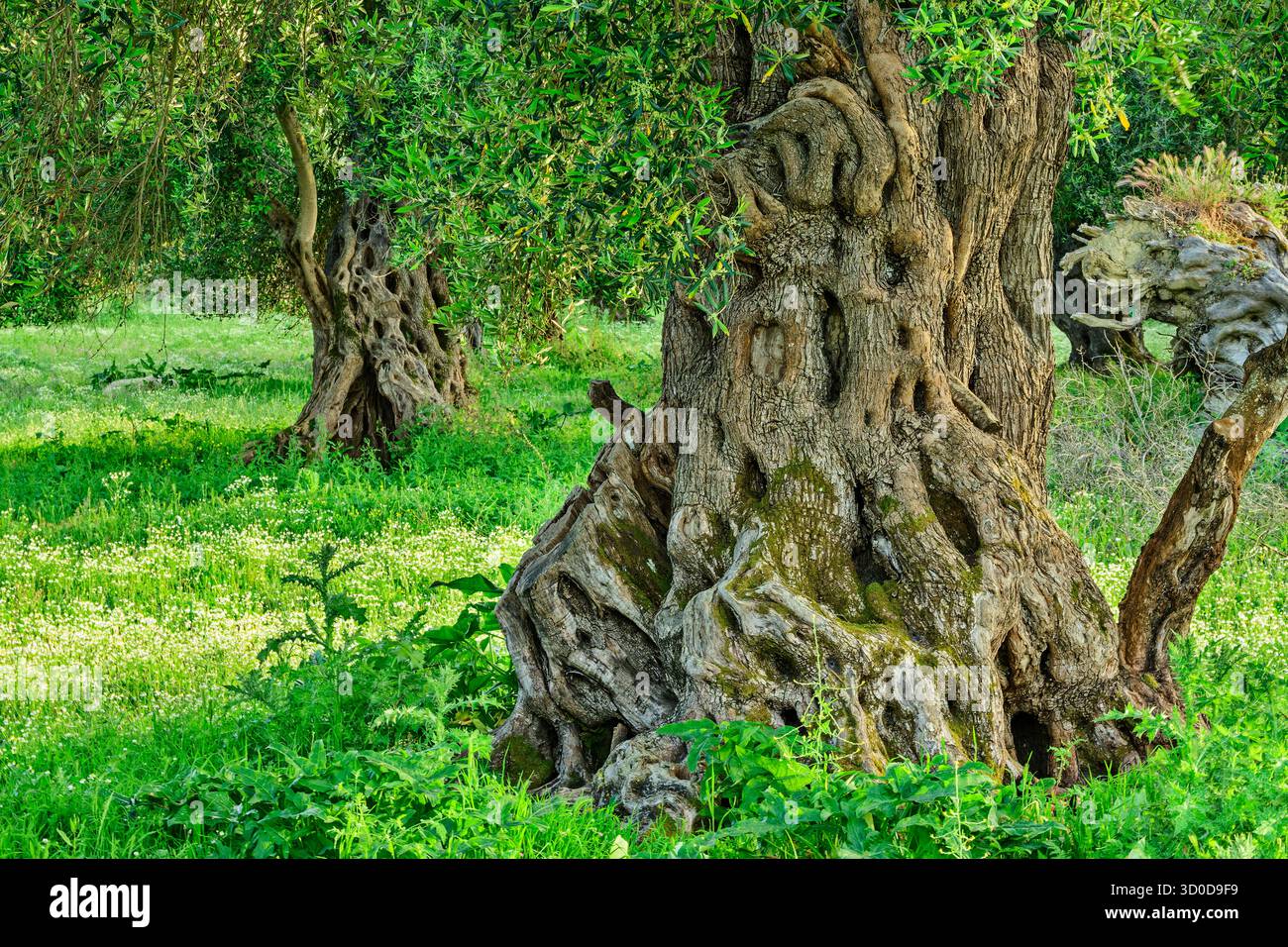 Olivenbume korfu -Fotos und -Bildmaterial in hoher Auflsung  Alamy