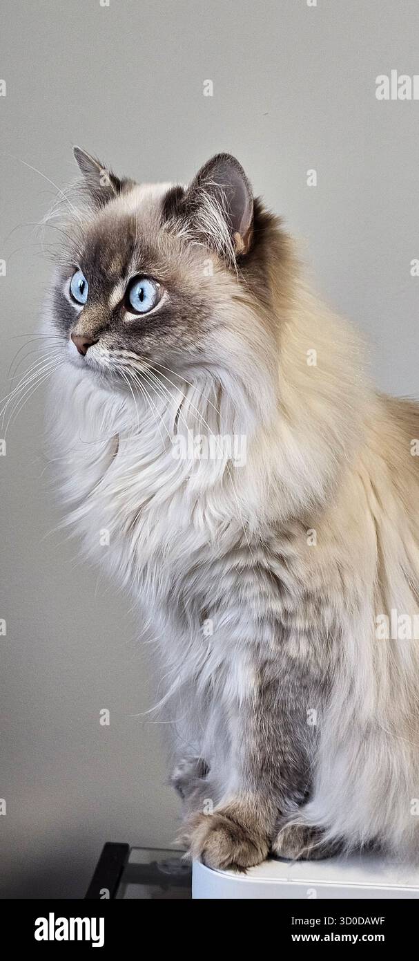 Hier Kitty Kitty Stockfoto