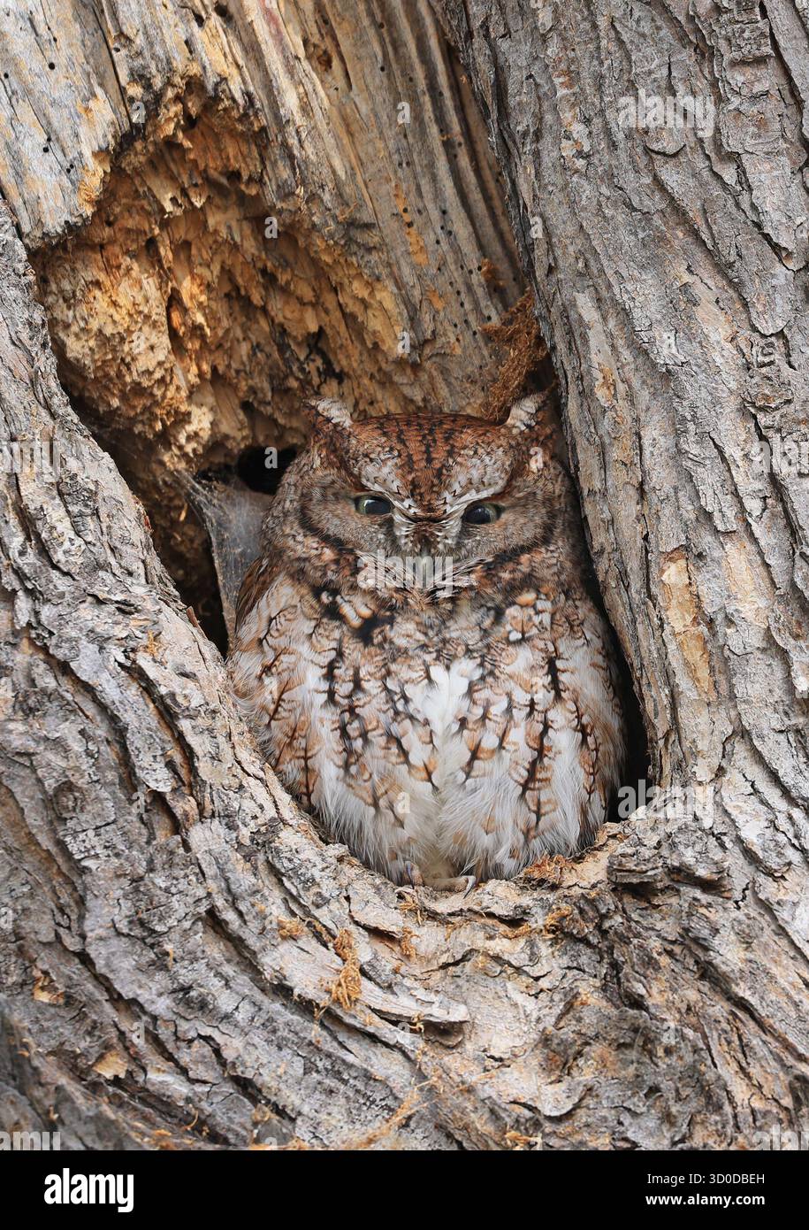 Eastern Screech-Owl sitzt in einer Baumgouge, Kanada Stockfoto
