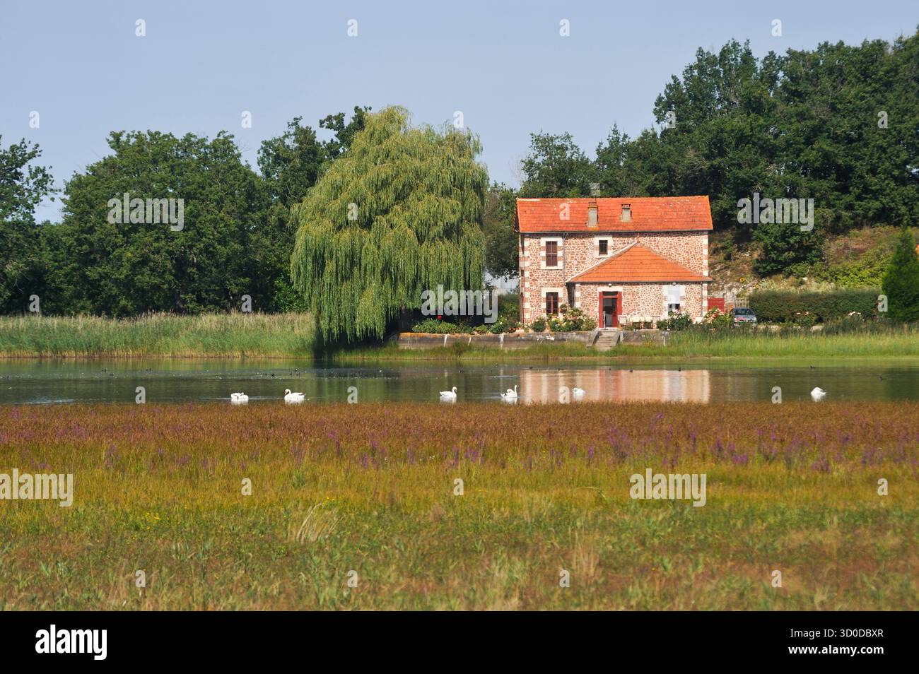 Gabriere Pond, regionaler Naturpark von Brenne, Département Indre, Provinz Berry, Region Centre, Frankreich, Europa Stockfoto