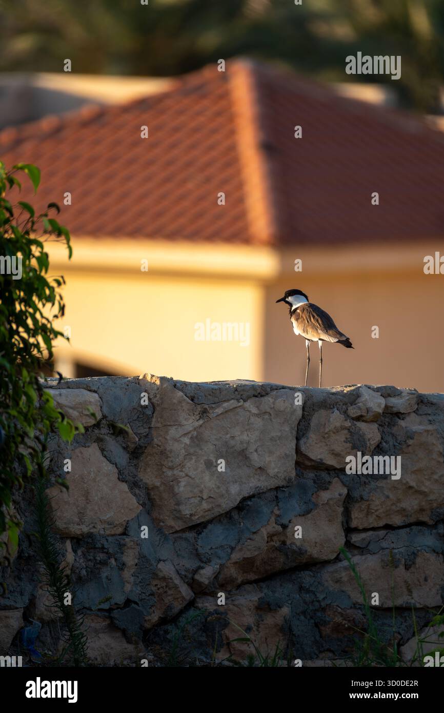 Sporengeflügelter Lapwing steht an einer Ziegelmauer, Matrouh, Ägypten Stockfoto