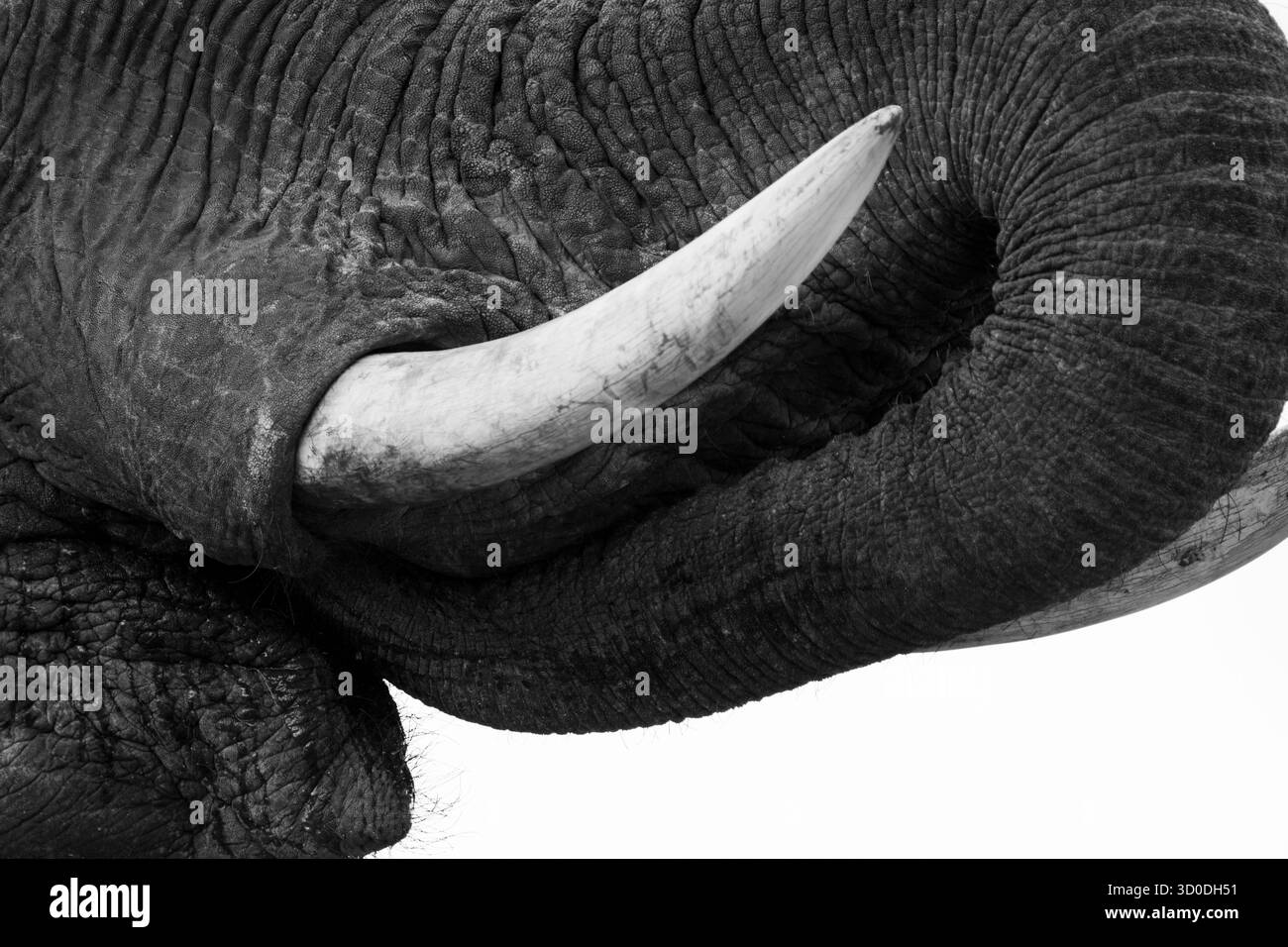 Afrikanische Elefantenstoßzähne (Loxodonta africana) schwarz-weiße Nahaufnahme von Details des Elfenbeins. Hwange-Nationalpark, Simbabwe, Afrika Stockfoto