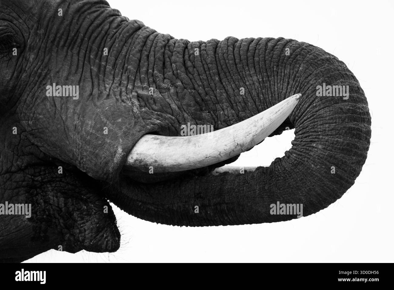 Afrikanische Elefantenstoßzähne (Loxodonta africana) schwarz-weiße Nahaufnahme von Details des Elfenbeins. Hwange-Nationalpark, Simbabwe, Afrika Stockfoto