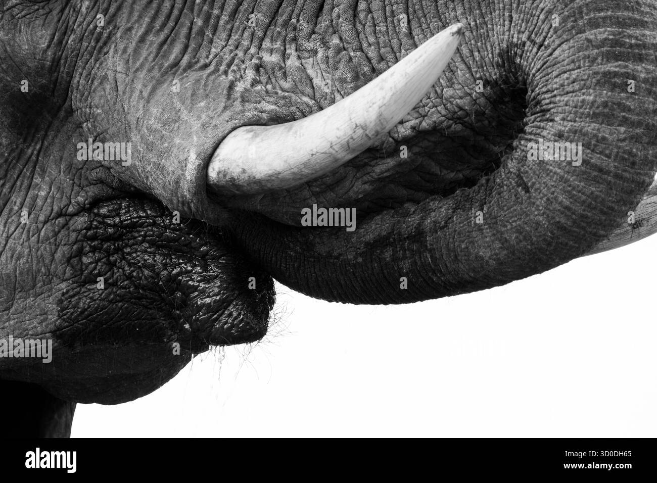 Afrikanische Elefantenstoßzähne (Loxodonta africana) schwarz-weiße Nahaufnahme von Details des Elfenbeins. Hwange-Nationalpark, Simbabwe, Afrika Stockfoto