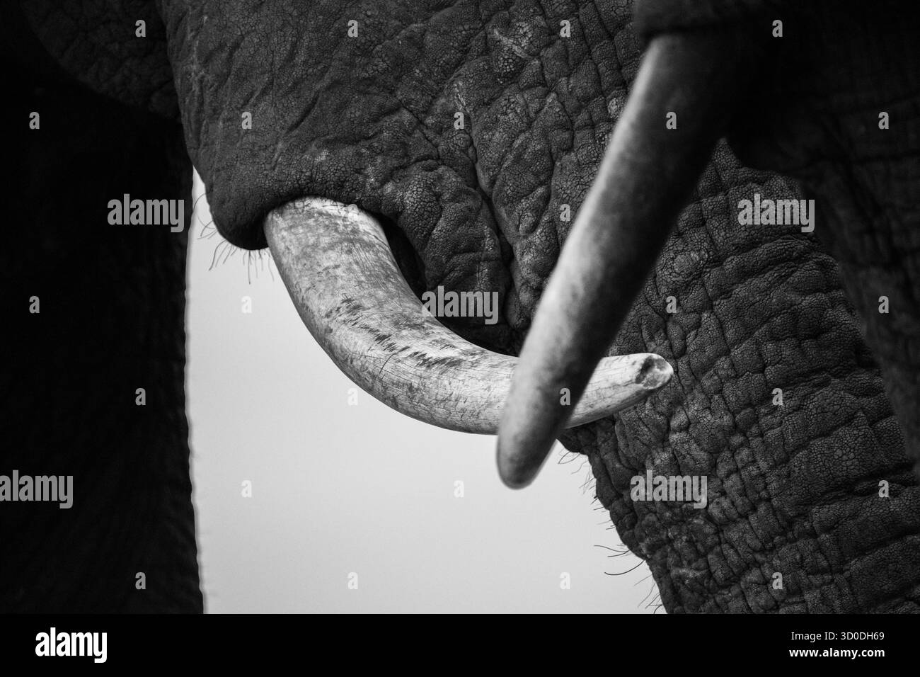 Afrikanische Elefantenstoßzähne (Loxodonta africana) schwarz-weiße Nahaufnahme von Details des Elfenbeins. Hwange-Nationalpark, Simbabwe, Afrika Stockfoto
