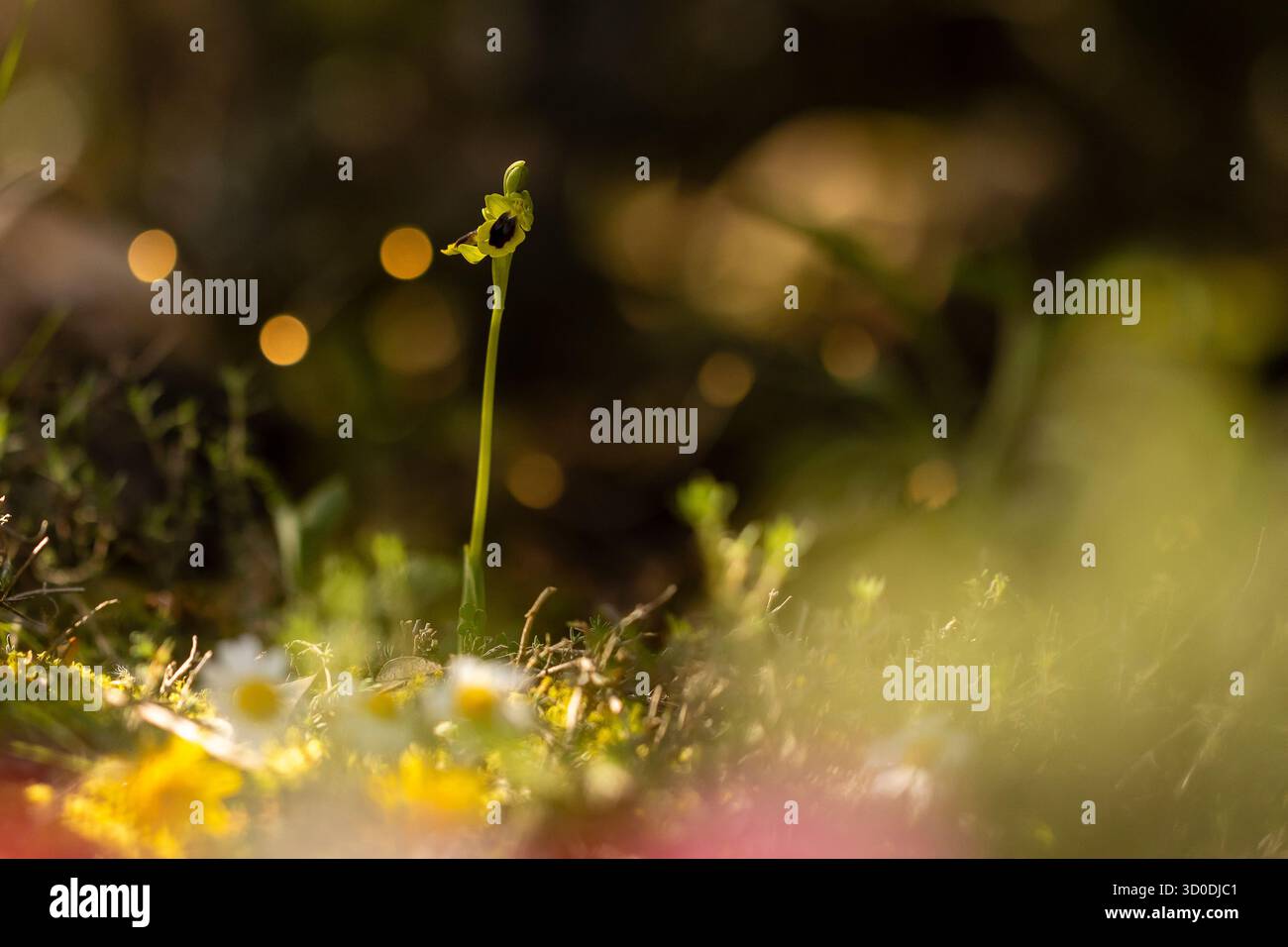 Zarter Sprossen steht hoch inmitten lebendiger Blumen unter warmem Sonnenlicht und zeigt die Schönheit der Natur. Stockfoto