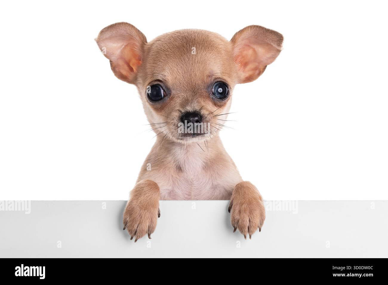 Entzückender Chihuahua-Welpe posiert auf weißem Hintergrund mit neugierigem Ausdruck Stockfoto