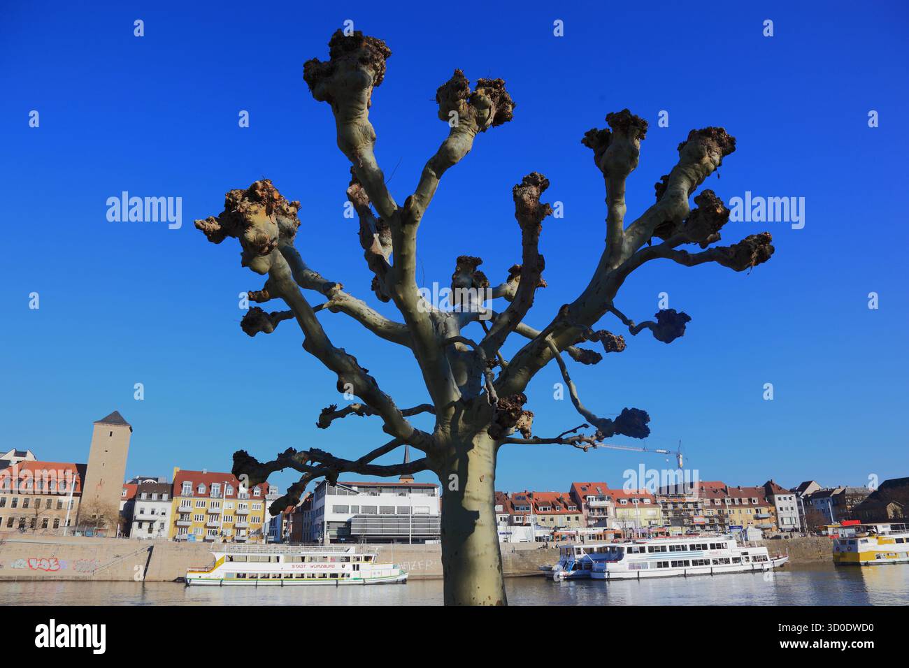 Baumschnitt, getrimmte Platanen, hier am Mainufer in Würzburg, Niederfranken, Bayern, Deutschland Stockfoto