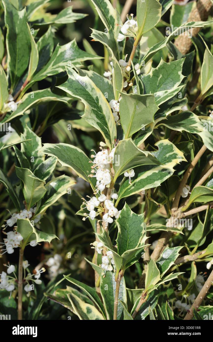 Stechpalme-Olivenbaum mit vielen glänzenden, vielfarbigen Blättern und weißen Blüten. Osmanthus heterophyllus 'Variegatus' Stockfoto