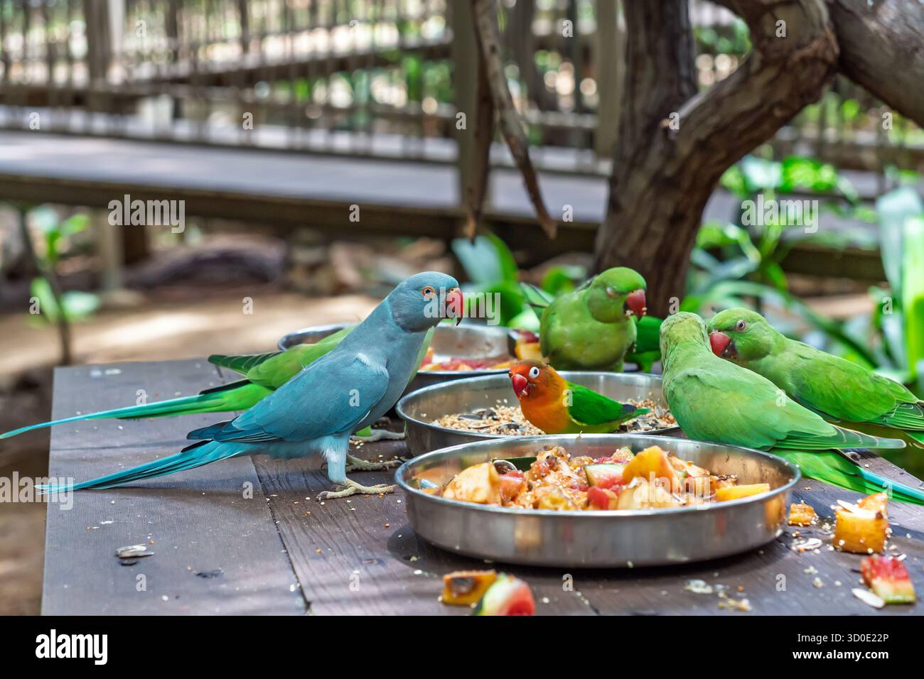 Tropische Vogelparadies, in der eine Gruppe von bunten Papageien auf einer sorgfältig zubereiteten Auswahl an gesunden Snacks speisen und die Vogelbeobachtung betonen Stockfoto