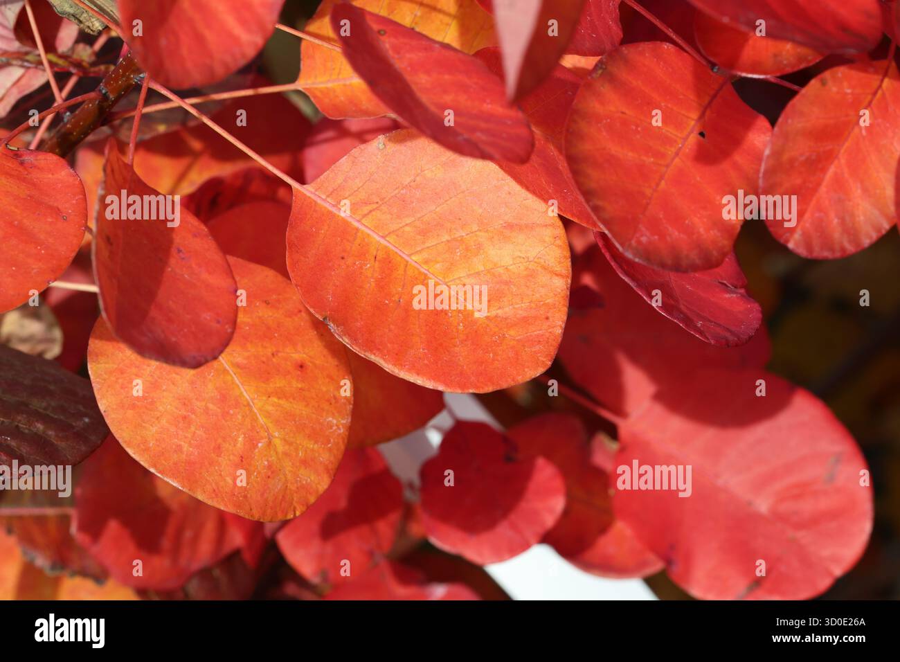 Vollformatgruppe herbstlich orange roter Rauchbuschblätter. Cotinus coggygria Flamissimo („Mincofla20“) Stockfoto