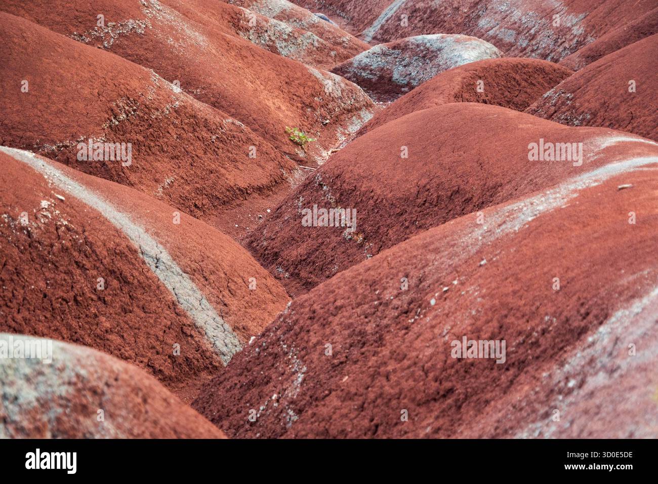 Eine Nahaufnahme zeigt rote und graue Schieferhügel mit hellen Mineralstreifen in den Cheltenham Badlands, Ontario. Stockfoto